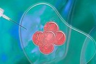 沈阳204医院试管受孕率分析，着床不易，需要注意因素干扰